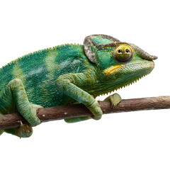 Chameleon climbing on branch, white isolated background