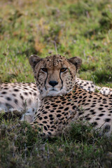 A Cheetah Lying in Grasses of the Masai Mara