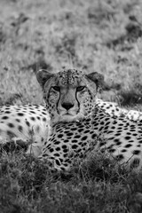 A Cheetah Lying in Grasses of the Masai Mara