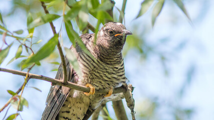 bird of prey