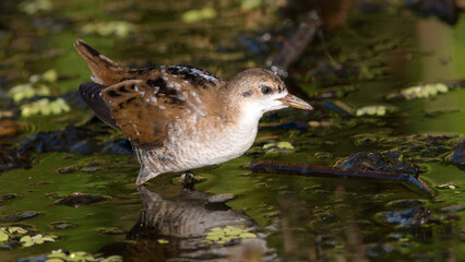 duck in the water