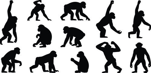 Monkey silhouettes, primate poses, animal behavior, black vector shapes, walking, sitting, crouching, expressive gestures, wildlife art, motion study, anatomy