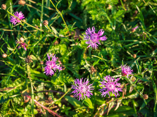 Obraz premium Purple knapweed wildflowers blooming in green grass meadow, close-up view of vibrant blossoms in natural summer environment. 