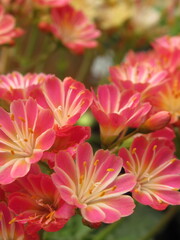 Zbliżenie na kwiaty rośliny z gatunku lewisia © Kumulugma