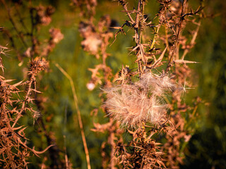 Dry thistle (Cirsium sp.) with spiky seed heads in sunset light on meadow, wild plant with sharp thorns common in fields and pastures.