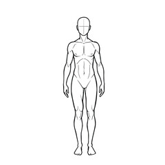 Vector outline illustration of male body