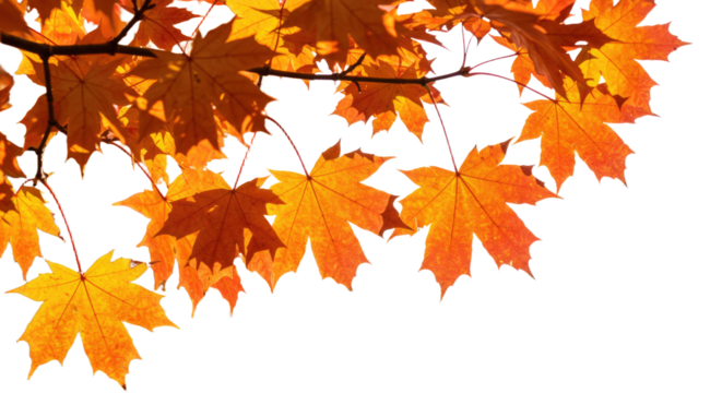 Vibrant autumn maple leaves glowing in warm sunlight seasonal foliage detail. - Powered by Adobe
