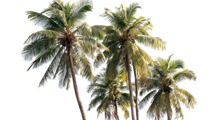Tropical Coconut Palm Trees Isolated on Transparent Background – Lush Green Foliage and Natural Trunk Detail for Commercial Use