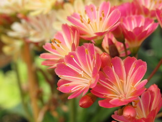 Zbliżenie na kwiaty rośliny z gatunku lewisia © Kumulugma
