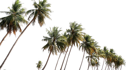 Tropical Coconut Palm Trees Isolated on Transparent Background – Lush Green Foliage and Natural Trunk Detail for Commercial Use