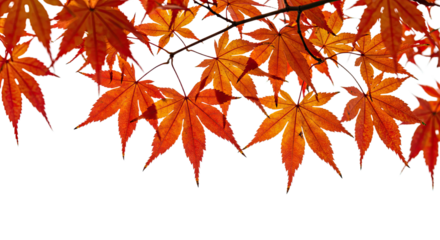 Vibrant autumn maple leaves in bright orange and red colors 1.
