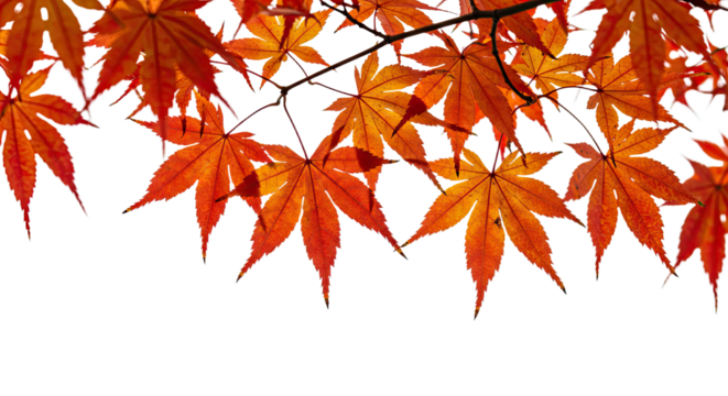 Vibrant autumn maple leaves in bright orange and red colors 1.