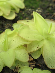 Zbliżenie na rozetę rośliny z gatunku pinguicula © Kumulugma