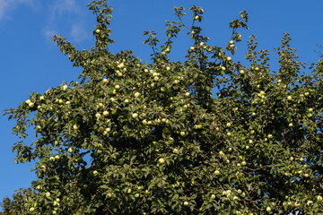 A lush apple tree displays an abundance of green apples against a clear blue sky, showcasing natures bounty during a sunny early autumn day.