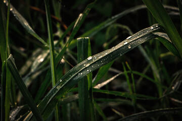 Dramatic Macro Close-up of Sparkling Morning Dew Droplets on Dark Green Grass Blades Against a Blurred, Moody Forest Background for Freshness and Natural Detail