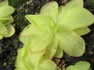 Zbliżenie na rozetę rośliny z gatunku pinguicula © Kumulugma