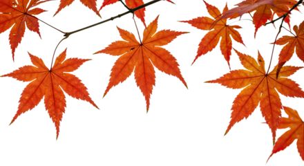 Vibrant autumn maple leaves in bright orange and red hues.