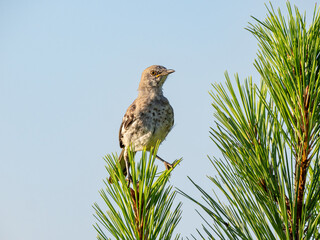 Juvenile northern mockingbird perched on pine needles