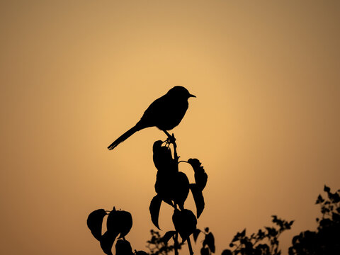 Silhouette of a northern mockingbird perched on limb