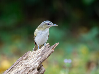 Red eyed vireo perched on broken limb