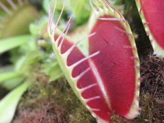Zbliżenie na pułapkę rośliny z gatunku dionaea © Kumulugma