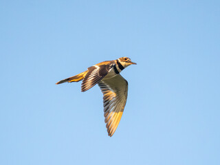 Killdeer in flight