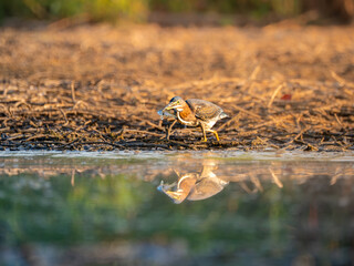 Green heron at the edge of the water with a reflection