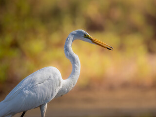 Great egret closeup with fall colors in the background