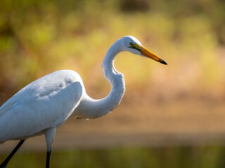 Great egret closeup with fall colors in the background