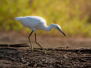 Juvenile little blue heron walking on a log