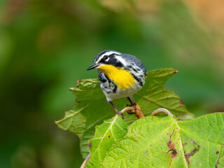 Yellow throated warbler perched on a hydrangea bush