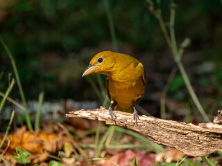 Summer Tanager perched on a limb