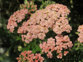 Zbliżenie na kwiat rośliny z gatunku Achillea © Kumulugma