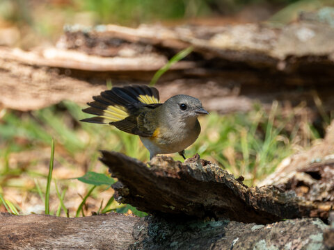 American redstart female perched on fallen log displaying tail feathers
