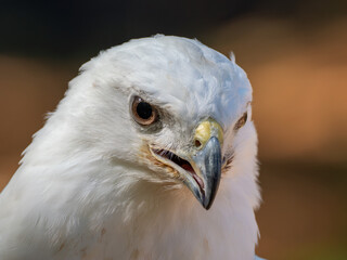 Portrait of a captive leucistic red-tailed hawk at a wildlife rehabilitation facility