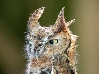 Portrait of a captive eastern screech owl at a wildlife rehabilitation facility