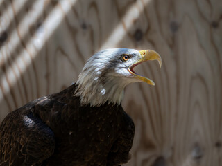 Portrait of a captive bald eagle at a wildlife rehabilitation facility