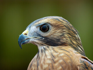 Portrait of a captive red-shouldered hawk at a wildlife rehabilitation facility