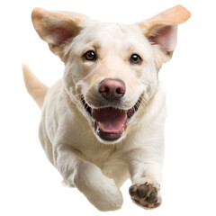 Happy Labrador retriever running, white isolated background