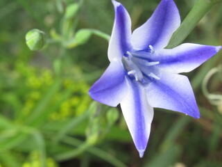 Zbliżenie na kwiat rośliny z gatunku triteleia laxa © Kumulugma