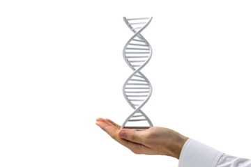 Professional hand in white sleeve presenting gray DNA helix structure upward, isolated on a transparent background