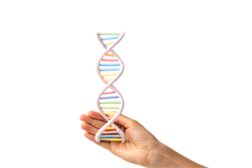 Hand supporting tall multicolored DNA helix with rainbow gradient base pairs vertically, isolated on a transparent background