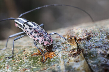 Longhorn beetle, fascinating insect, reveals unique spotted pattern. Delicate antenna and intricate body details captured macro close up. Resting weathered tree branch, wild creature embodies