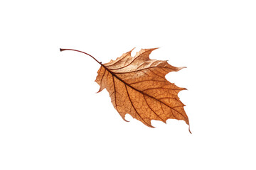 Single dried brown autumn leaf with visible veins and curled edges falling gently downward, isolated on a transparent background