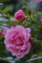 Pink roses in a garden, one blooming significally more showing the growth journey. 