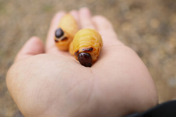 Human hand gently holds two pale yellow beetle grubs, revealing their soft bodies and dark heads. An outdoor close up captures curious interaction with these fascinating, wiggly creatures