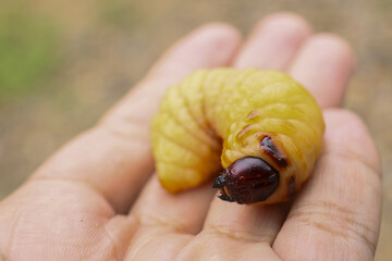 Large, plump, yellow grub with dark head resting an open human palm. Raw insect larva, often consumed as traditional delicacy, provides fascinating glimpse into exotic wildlife and natural