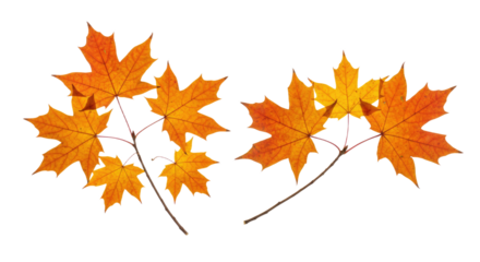 Vibrant autumn maple leaves in shades of orange and yellow on branches 1.