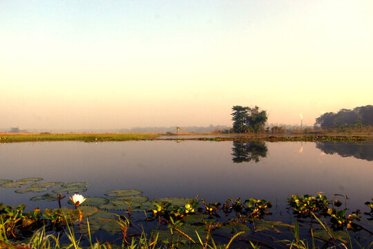 Serene Morning Landscape of a Calm Rural Pond with White Water Lilies and Distant Tree Reflections in Mist