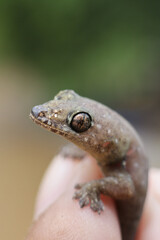 Small gecko, calmly held by human fingers, exhibits curious expression while observing its natural outdoor environment. Its detailed reptilian skin and prominent eye are in focus